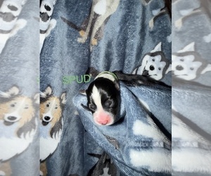 Medium Pembroke Welsh Corgi