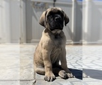 Small Photo #1 Mastiff Puppy For Sale in HESPERIA, CA, USA