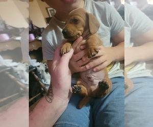 Dachshund Puppy for sale in BURNS, TN, USA