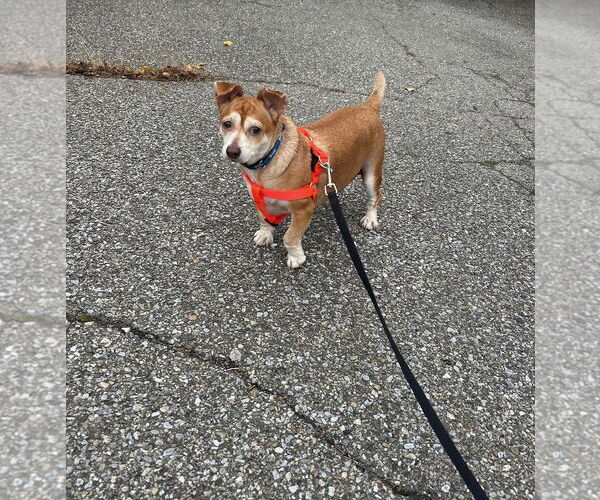 Medium Photo #6 Cheagle Puppy For Sale in Middlesex, VT, USA