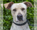 Small #22 Labrador Retriever-Retriever  Mix