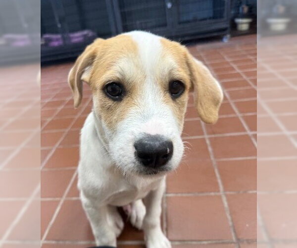 Medium Photo #2 Labrador Retriever-Unknown Mix Puppy For Sale in Jefferson, NJ, USA