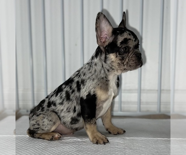 Medium Photo #10 French Bulldog Puppy For Sale in VILLA PARK, IL, USA