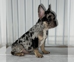 Small Photo #10 French Bulldog Puppy For Sale in VILLA PARK, IL, USA
