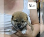 Small Photo #1 Shiba Inu Puppy For Sale in BERESFORD, SD, USA
