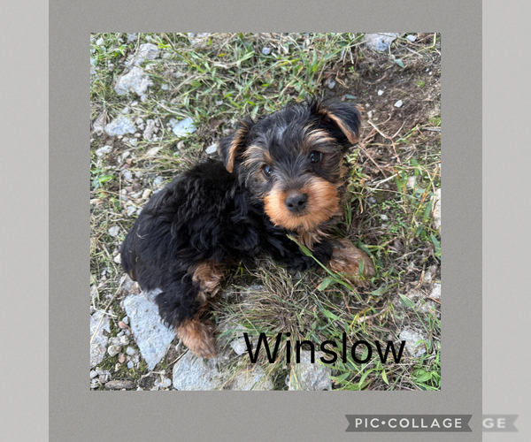 Medium Photo #9 Yorkshire Terrier Puppy For Sale in BENNINGTON, IN, USA