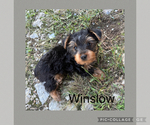 Small #8 Yorkshire Terrier