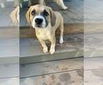 Small #1 Mutt