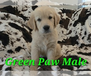 Golden Retriever Litter for sale in CRAWFORDVILLE, FL, USA