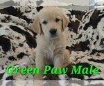 Image preview for Ad Listing. Nickname: Litter of 10