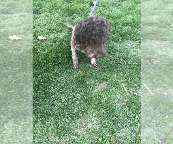 Medium Photo #1 Lagotto Romagnolo Puppy For Sale in MONDOVI, WI, USA