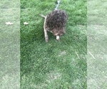 Small Photo #1 Lagotto Romagnolo Puppy For Sale in MONDOVI, WI, USA