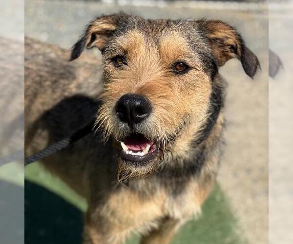 Medium Photo #1 Mutt Puppy For Sale in San Diego, CA, USA