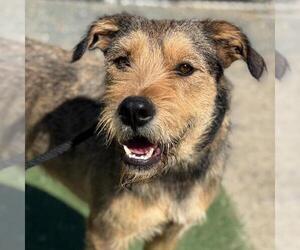 Mutt Dogs for adoption in San Diego, CA, USA