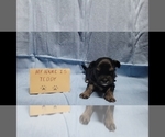 Small #7 Maltipoo