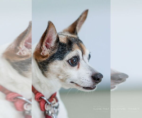 Medium Photo #3 Rat-Cha Puppy For Sale in The Woodlands, TX, USA