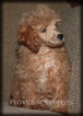 Small #34 Poodle (Miniature)