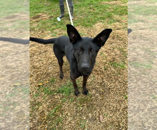 Medium Photo #2 German Shepherd Dog-Unknown Mix Puppy For Sale in Evansville, IN, USA