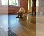 Small #16 Labrador Retriever