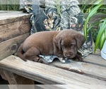 Small #1 Labrador Retriever