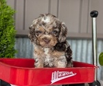 Small #11 Cockapoo (Miniature)