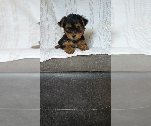 Medium Photo #14 Yorkshire Terrier Puppy For Sale in BENSON, NC, USA