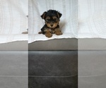Small Photo #14 Yorkshire Terrier Puppy For Sale in BENSON, NC, USA