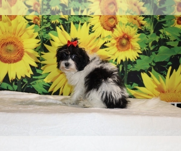 Medium Photo #34 Goldendoodle (Miniature) Puppy For Sale in DYERSBURG, TN, USA