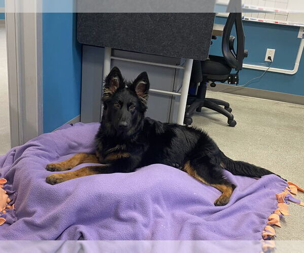 Medium Photo #2 Mutt Puppy For Sale in Salinas, CA, USA