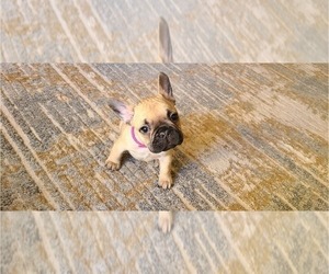 French Bulldog Puppy for sale in PARKER, CO, USA