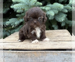 Shih Tzu Puppy for sale in MIDDLEBURY, IN, USA