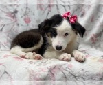 Small #8 Australian Shepherd