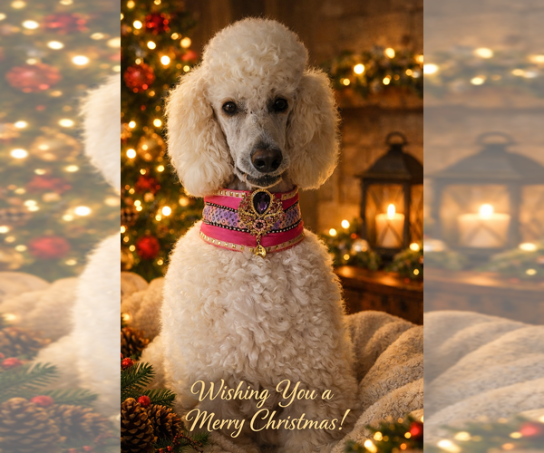 Medium Photo #1 Poodle (Standard) Puppy For Sale in HAMMOND, ME, USA