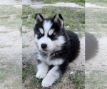 Small Photo #3 Siberian Husky Puppy For Sale in BROXTON, GA, USA