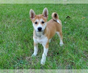 Shiba Inu Dog for Adoption in CLARK, Missouri USA