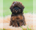 Puppy 9 Poodle (Miniature)