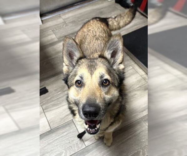 Medium Photo #1 German Shepherd Dog Puppy For Sale in Redlands, CA, USA