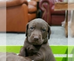 Small Photo #5 German Shorthaired Pointer-Labradoodle Mix Puppy For Sale in MONTICELLO, MN, USA