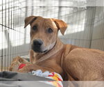Small #7 Labrador Retriever Mix