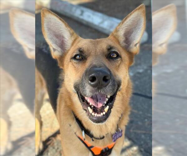 Medium Photo #5 German Shepherd Dog Puppy For Sale in Woodland, CA, USA