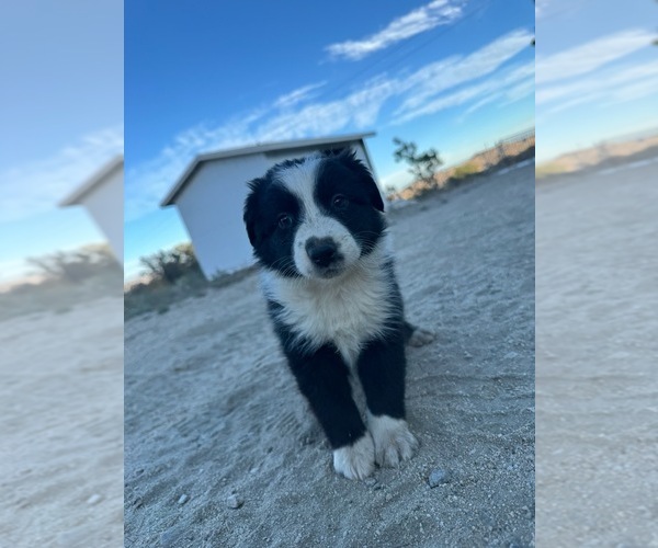 Medium Photo #7 Australian Shepherd Puppy For Sale in MORONGO VALLEY, CA, USA