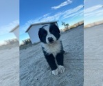 Small #6 Australian Shepherd