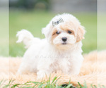 Small Photo #45 Maltipoo (Miniature) Puppy For Sale in WARSAW, IN, USA