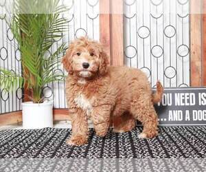 Goldendoodle (Miniature) Puppy for sale in NAPLES, FL, USA
