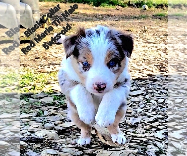 Medium Photo #38 Border Collie Puppy For Sale in BYBEE, TN, USA