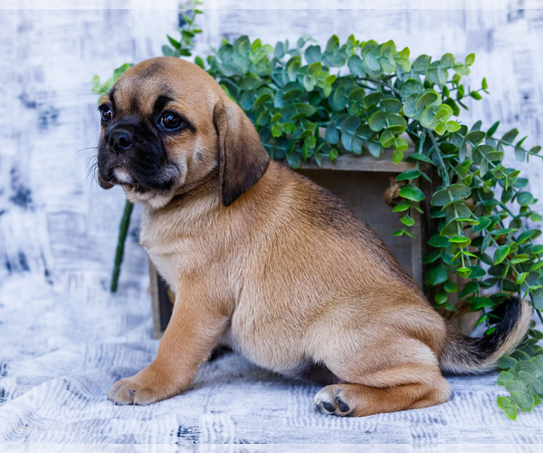 Medium Photo #9 Puggle Puppy For Sale in WAKARUSA, IN, USA