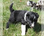 Small Photo #6 Border Collie Puppy For Sale in CARLISLE, KY, USA