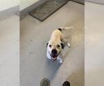 Small American Pit Bull Terrier Mix