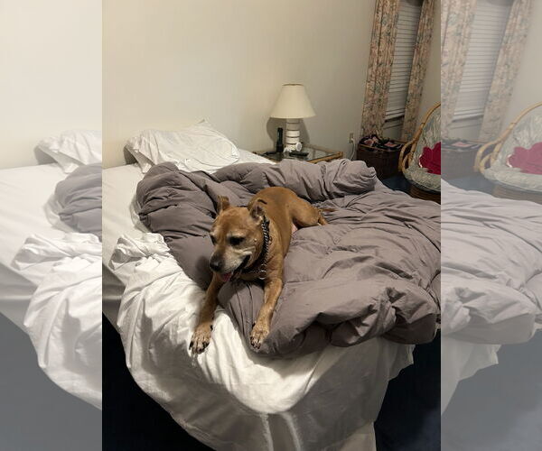 Medium Photo #6 American Pit Bull Terrier Puppy For Sale in Westminster, MD, USA