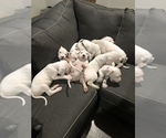 Small Photo #33 Dogo Argentino Puppy For Sale in BEAUMONT, CA, USA